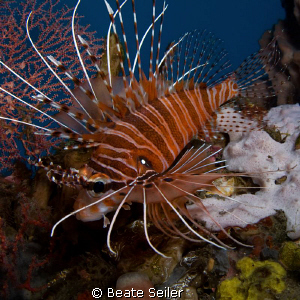 Lionfish , taken with Canon G10 by Beate Seiler 